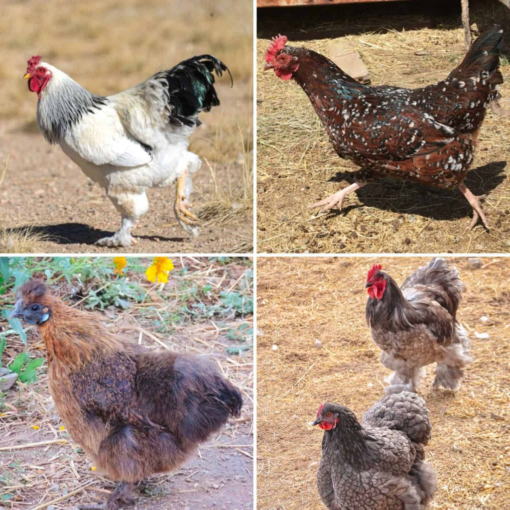 The Best 12 Broody Hen Breeds to Choose From