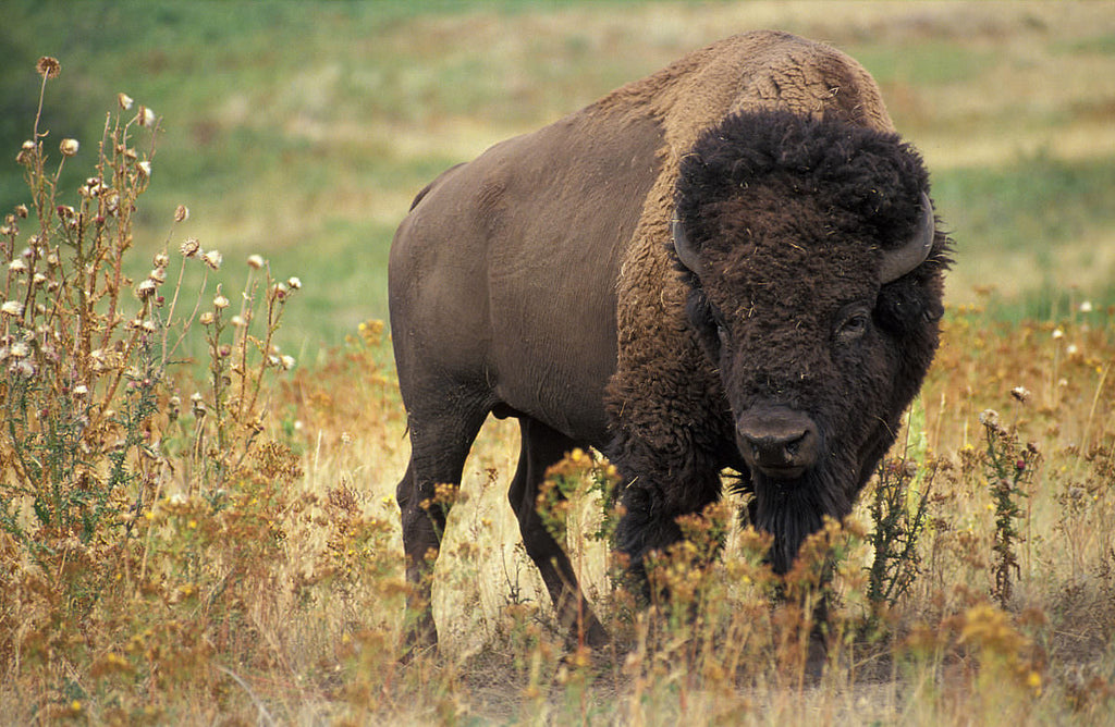 A Whim and a Limb and Then: Bison Meatloaf!