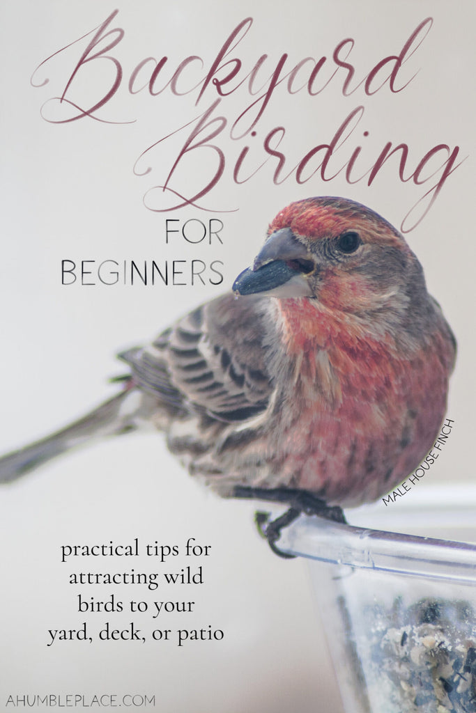 Backyard Birding for Beginners