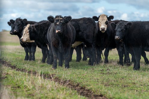 PFAS for dinner? Study of 'forever chemicals’ build-up in cattle points to ways to reduce risks