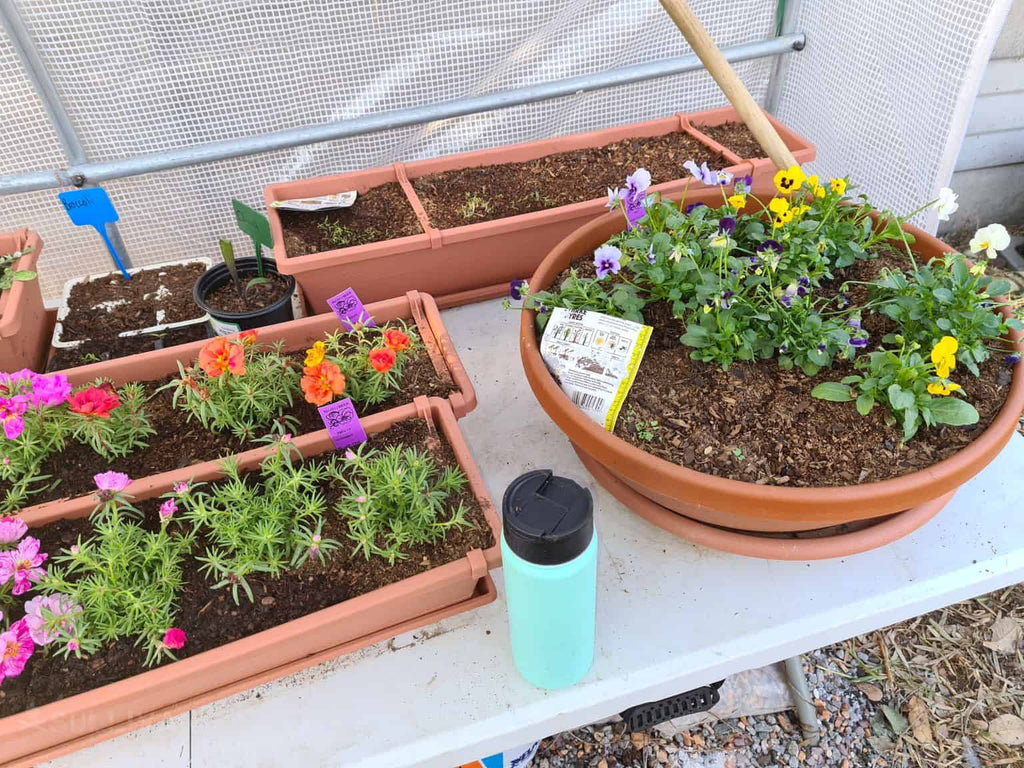 Indoor Survival Garden: Growing Fruits, Veggies and Herbs Indoors