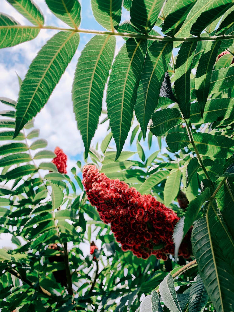 The Magic of Sumac and Za’atar: A Middle Eastern Spice Story