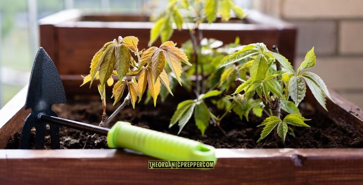 Container Gardening: How to Grow Food With Limited Space