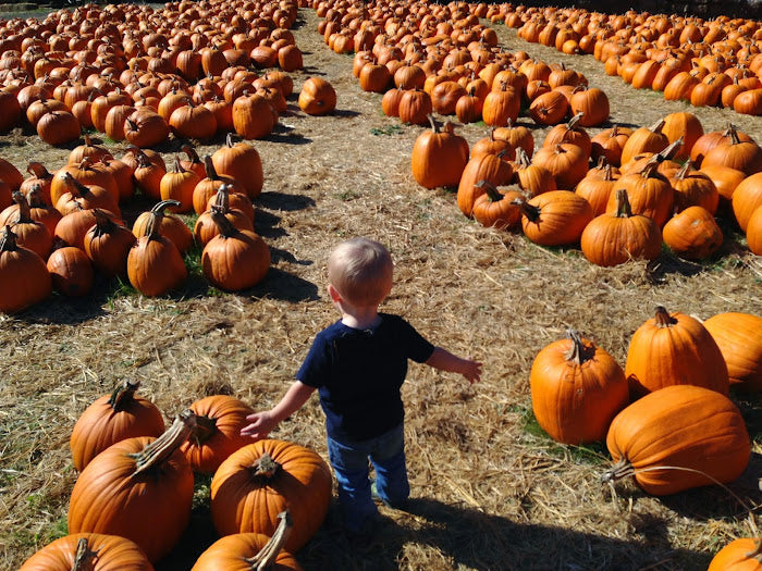 Toddler X’s Fall Planner (2014)