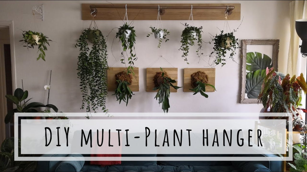 I love hanging plants and I was searching for more creative ways to hang plants without making more holes in the walls