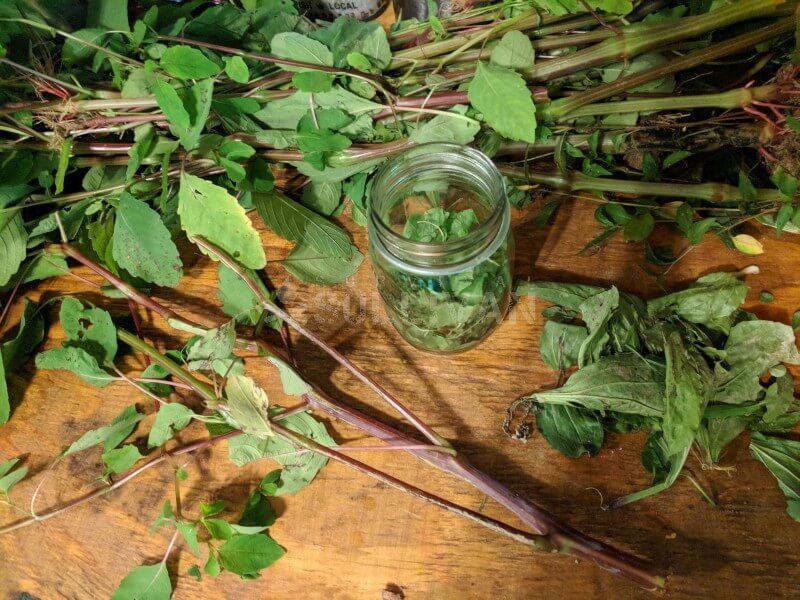 Jewelweed poses as a useless weed along the edges of the woods, but is definitely a wild medicinal plant you should never walk by without gathering