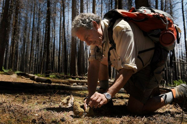 Forage it yourself: Rare burn morel mushrooms pop up in wildfire-ravaged Colorado wilderness