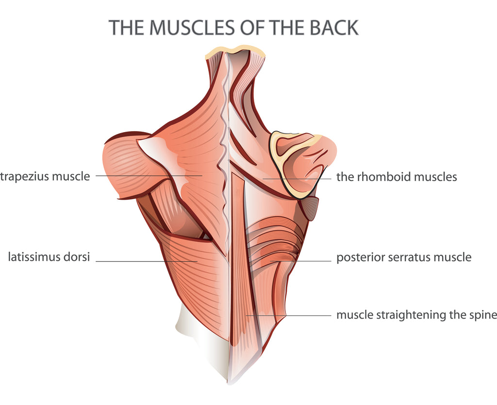 The Best Back Workouts for Men (and How To Do Them At Home)