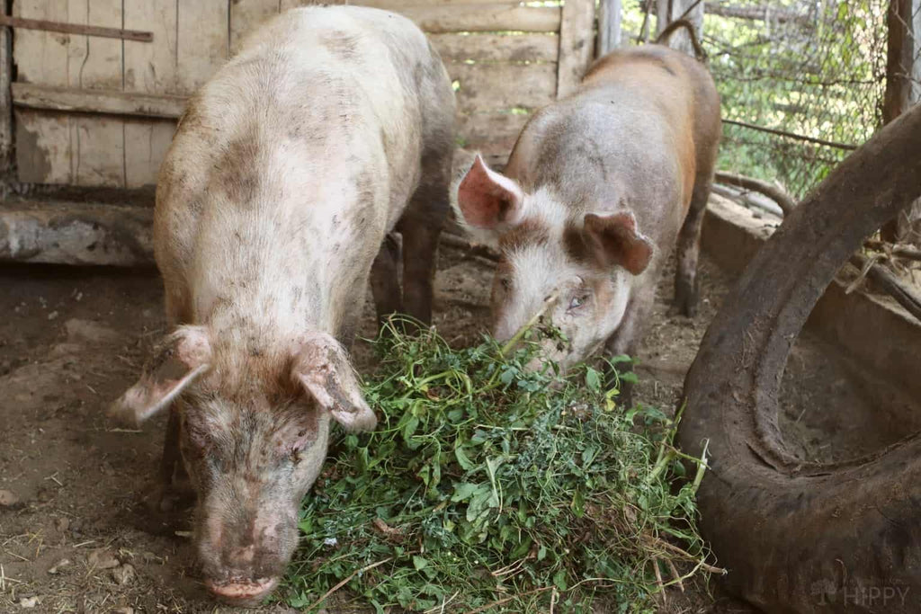 Pig Names: Basic Terminology You Should Know