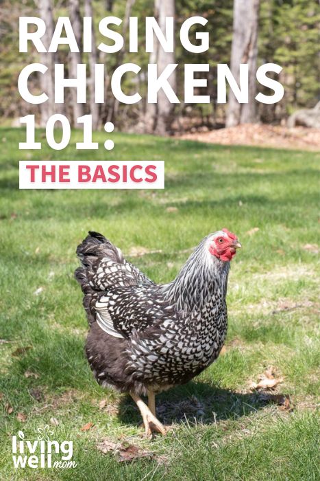 Raising Chickens 101: The Basics