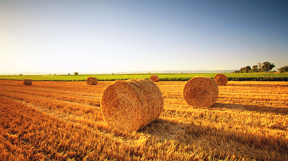 How to Start a Hay Farm