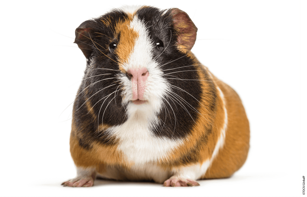 Yes, Petting a Guinea Pig Can Be SEL, if It’s Done Effectively