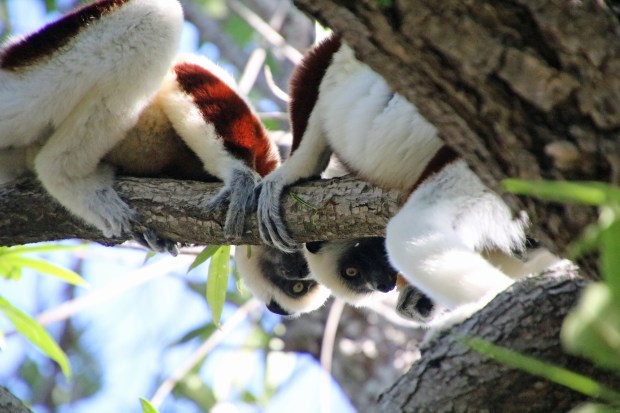 Travel: Madagascar boasts plants and animals found nowhere else on Earth