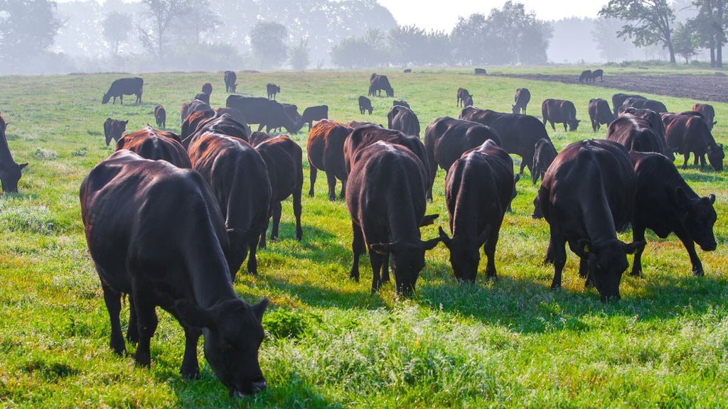 Greener Grazing – Can Beef Become Sustainable?