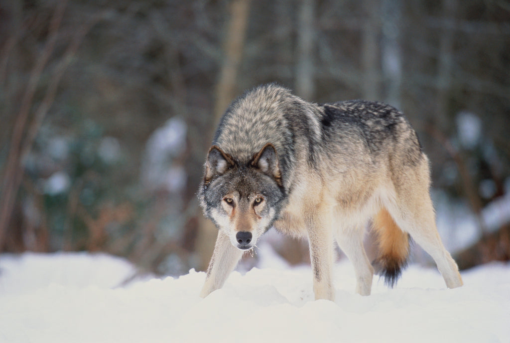 What Bear Grylls does when he meets a pack of wolves