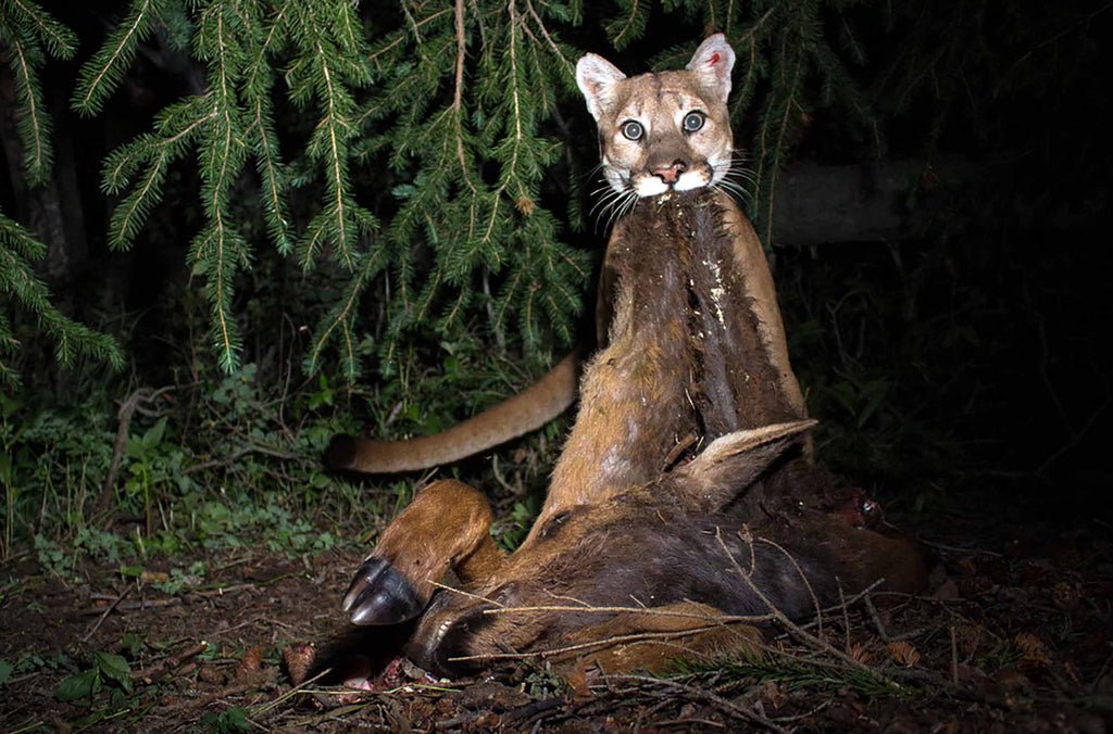 Yellowstone Study Finds Cougar Kill Sites Actually Foster New Life